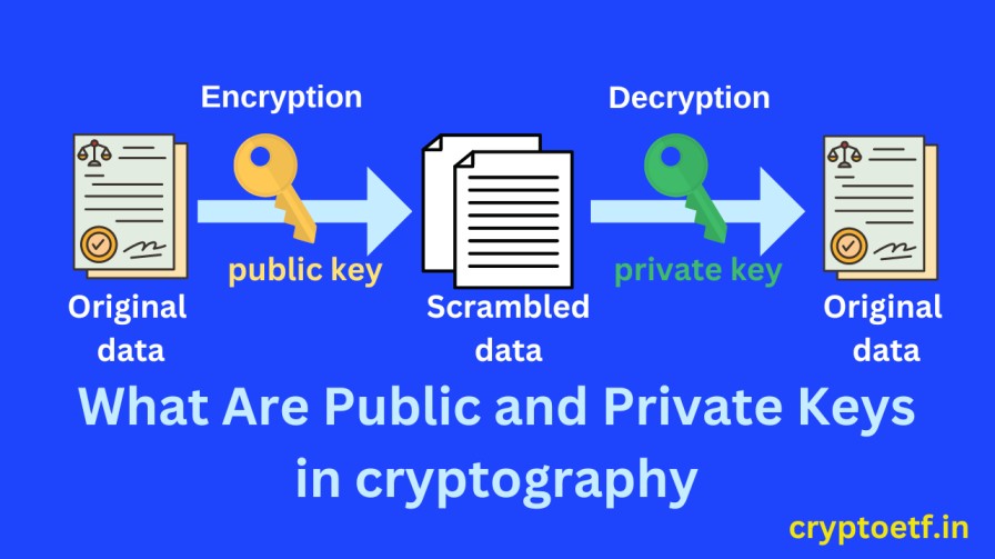 The Difference between Public and Private Keys Public and private keys are two different types of cryptographic keys that are used for different purposes. The main differences between public and private keys are: Public keys are freely available to anyone who wants to send a message or data securely, while private keys are kept secret and only known to the intended recipient. Data is encrypted using public keys and decrypted using private keys. Public keys are used to verify digital signatures, while private keys are used to create digital signatures.